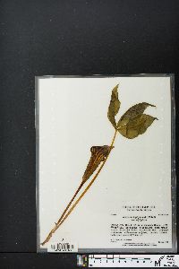 Arisaema triphyllum subsp. triphyllum image