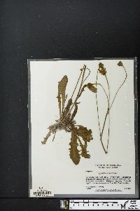 Hypochaeris radicata image
