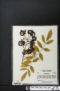 Aralia spinosa image
