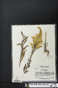 Solidago canadensis var. canadensis image