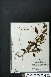 Lycopus rubellus var. angustifolius image