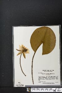 Nymphaea odorata subsp. odorata image