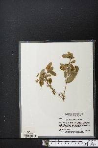 Ligustrum sinense image
