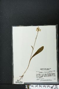Platanthera clavellata image