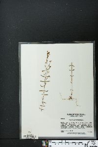 Hypericum canadense image