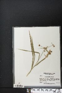 Scirpus polyphyllus image