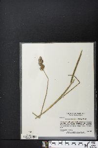 Carex reniformis image