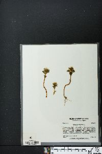 Obolaria virginica image