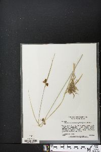 Rhynchospora microcephala image