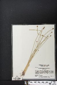 Eleocharis obtusa var. obtusa image