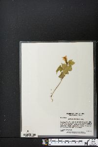 Ipomoea hederacea image