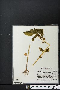 Impatiens pallida image