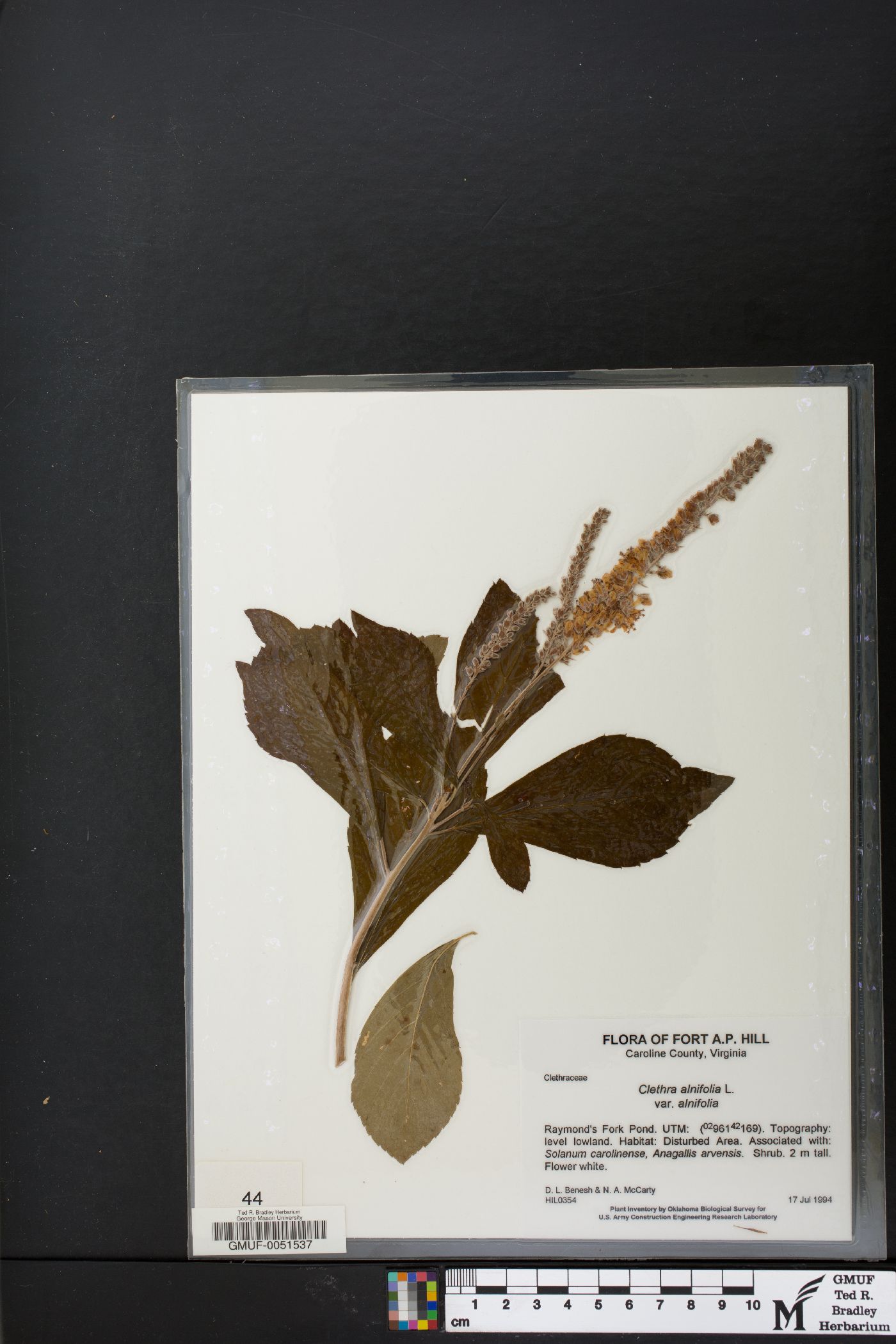 Clethra alnifolia var. alnifolia image