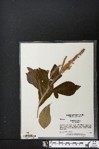 Clethra alnifolia image