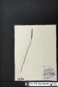 Spiranthes lacera image