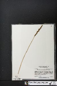 Spiranthes lacera image