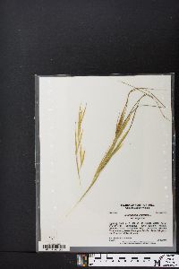 Andropogon virginicus var. virginicus image