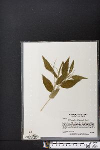 Dichanthelium latifolium image