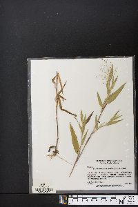 Dichanthelium scoparium image