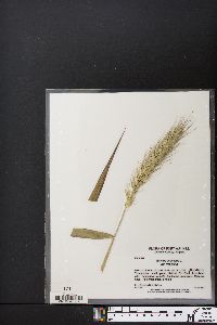 Elymus virginicus var. virginicus image