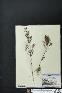 Lechea racemulosa image