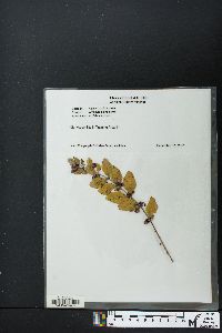 Symphoricarpos orbiculatus image