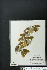 Elaeagnus umbellata image