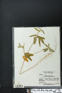Croton glandulosus var. septentrionalis image