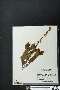 Eubotrys racemosa image