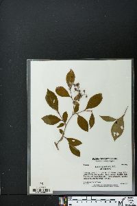 Lyonia ligustrina var. ligustrina image