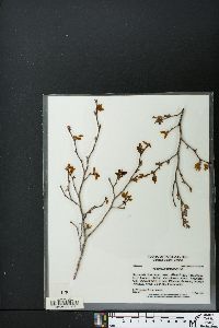 Vaccinium fuscatum image