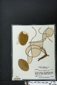 Brasenia schreberi image