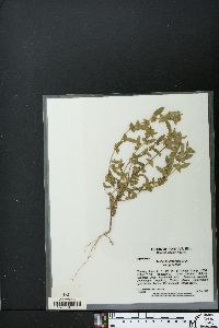 Acalypha gracilens var. gracilens image