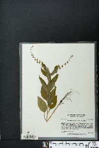 Hackelia virginiana image