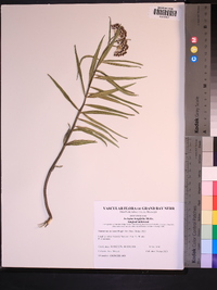 Asclepias longifolia image