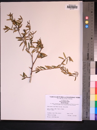 Ilex myrtifolia image