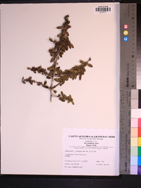 Ilex vomitoria image