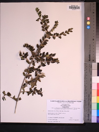 Ilex vomitoria image