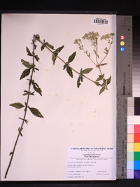 Eupatorium mohrii image