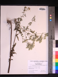 Eupatorium mohrii image