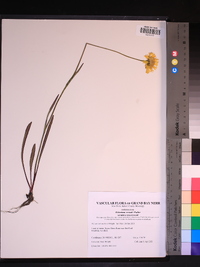 Helenium vernale image