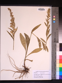 Solidago stricta image