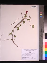 Ipomoea cordatotriloba image