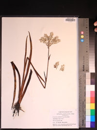 Lachnanthes caroliniana image