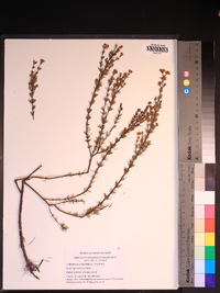 Hypericum brachyphyllum image