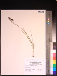 Sisyrinchium atlanticum image