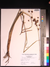 Juncus polycephalus image