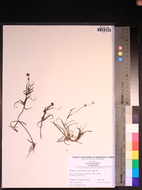 Juncus repens image