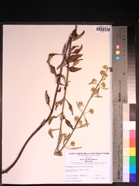Hyptis alata image