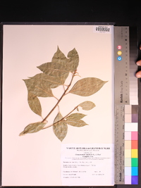 Cinnamomum camphora image